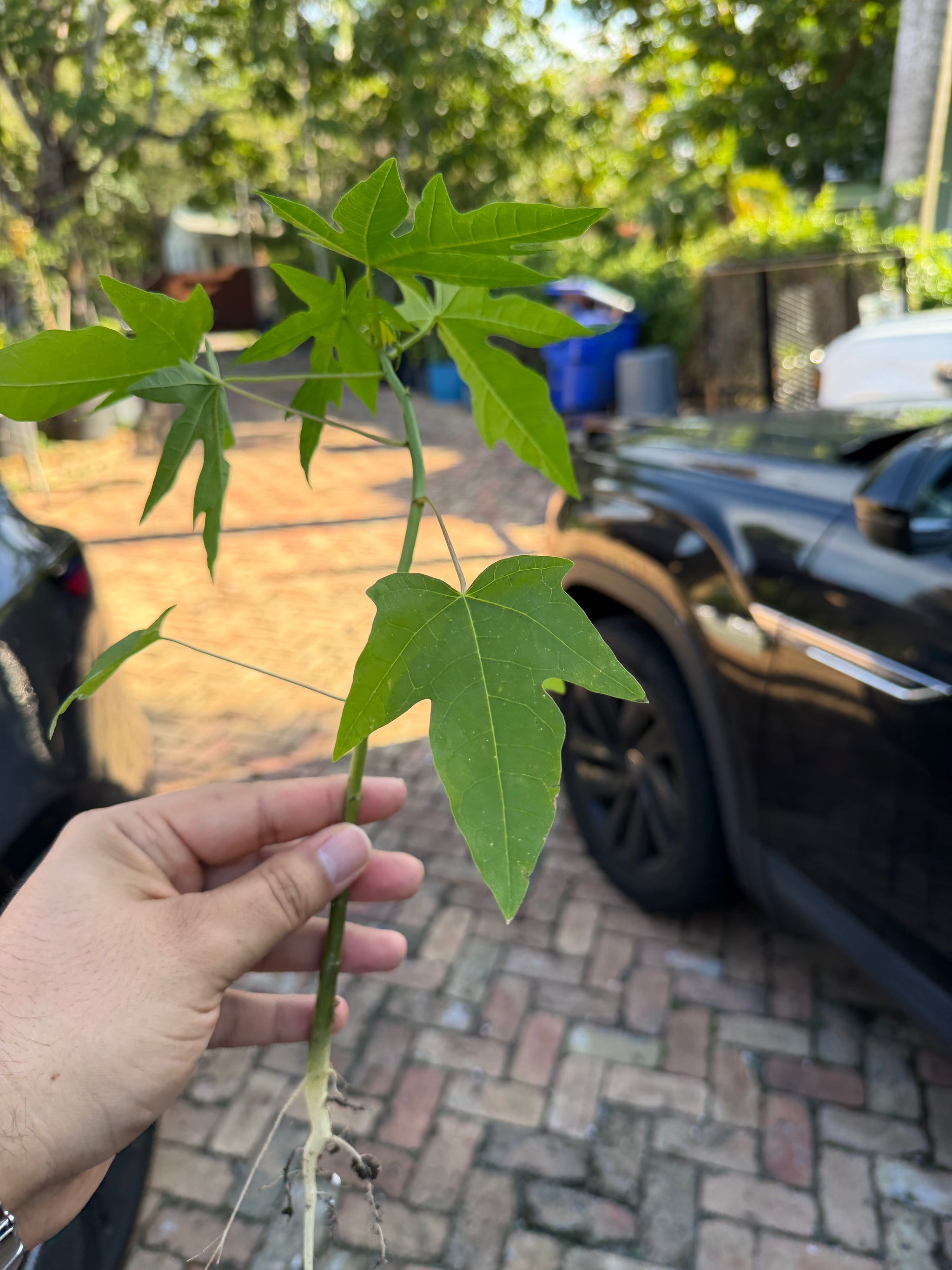 Papaya Plant 12+ Inches (Dwarf Red Lady Papaya)