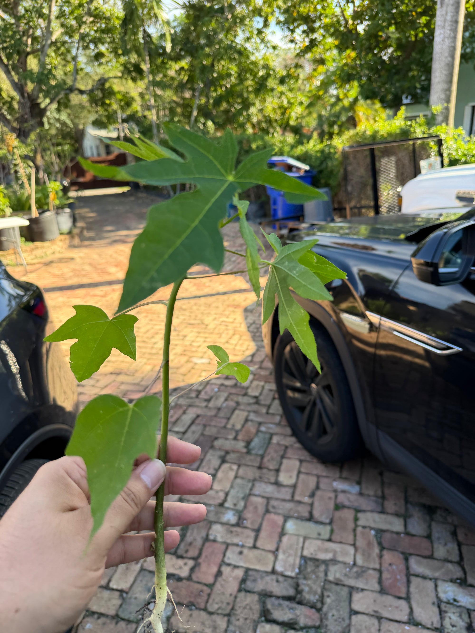 Papaya Plant 12+ Inches (Dwarf Red Lady Papaya)