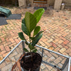 Black Gold Jackfruit Plant Grafted 24+ Inches