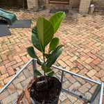 Black Gold Jackfruit Plant Grafted 24+ Inches
