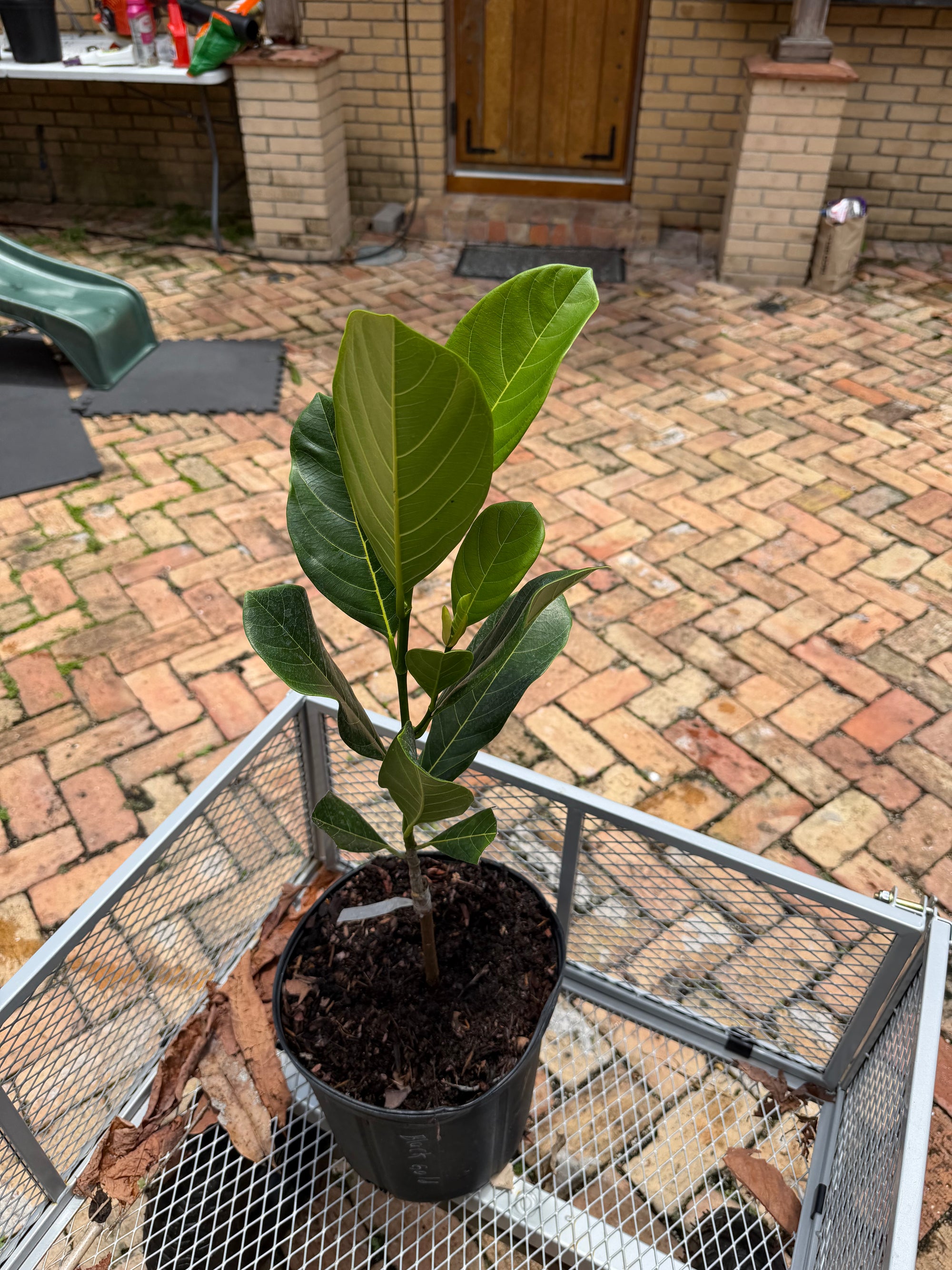 Black Gold Jackfruit Plant Grafted 16+ Inches