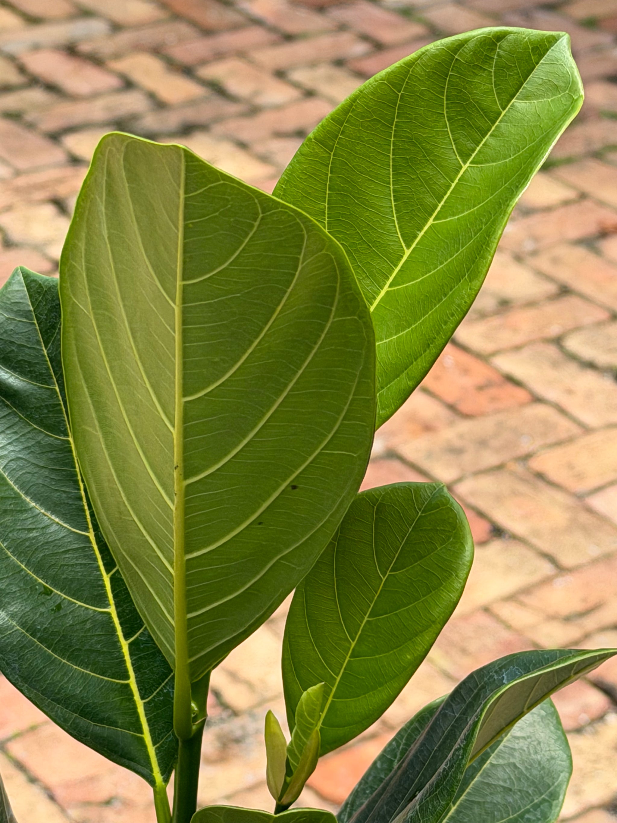 Black Gold Jackfruit Plant Grafted 24+ Inches