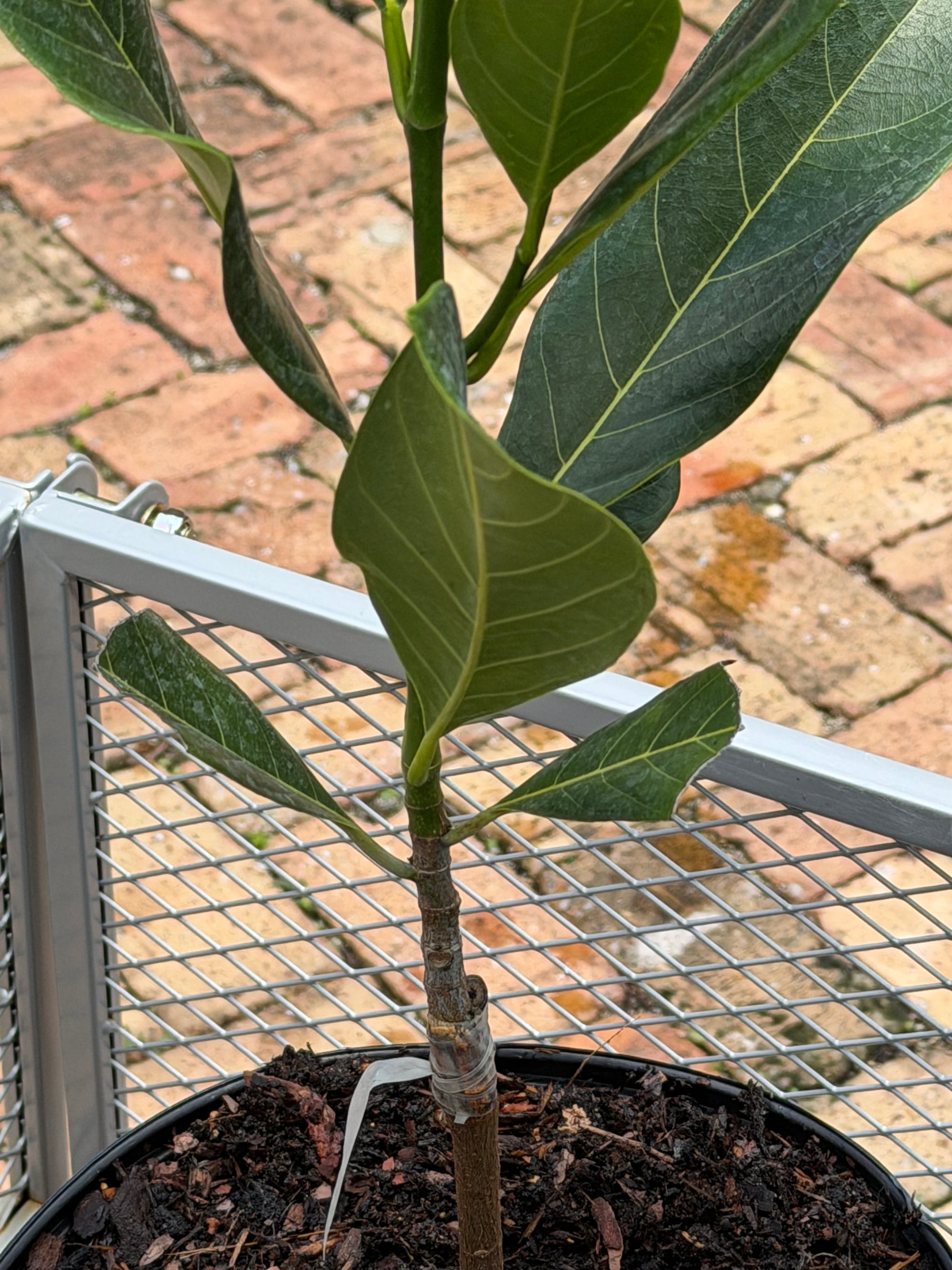 Black Gold Jackfruit Plant Grafted 24+ Inches