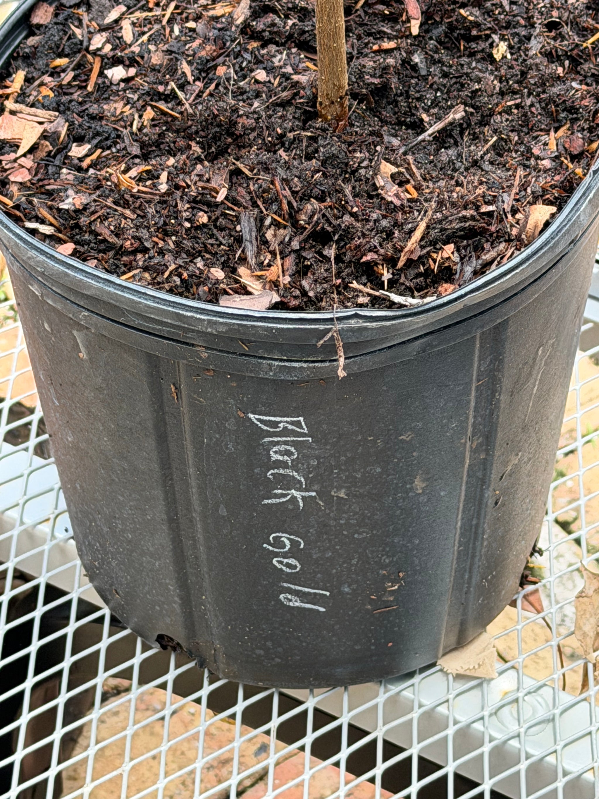 Black Gold Jackfruit Plant Grafted 24+ Inches