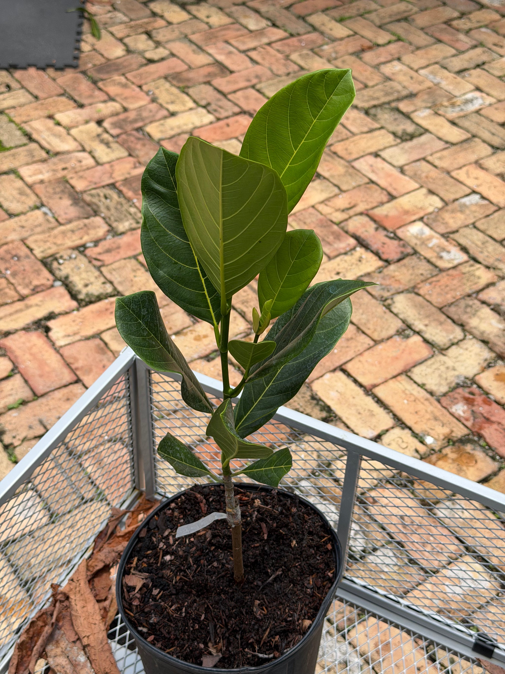 Black Gold Jackfruit Plant Grafted 24+ Inches