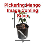 Pickering Mango Plant Grafted 12+ Inches