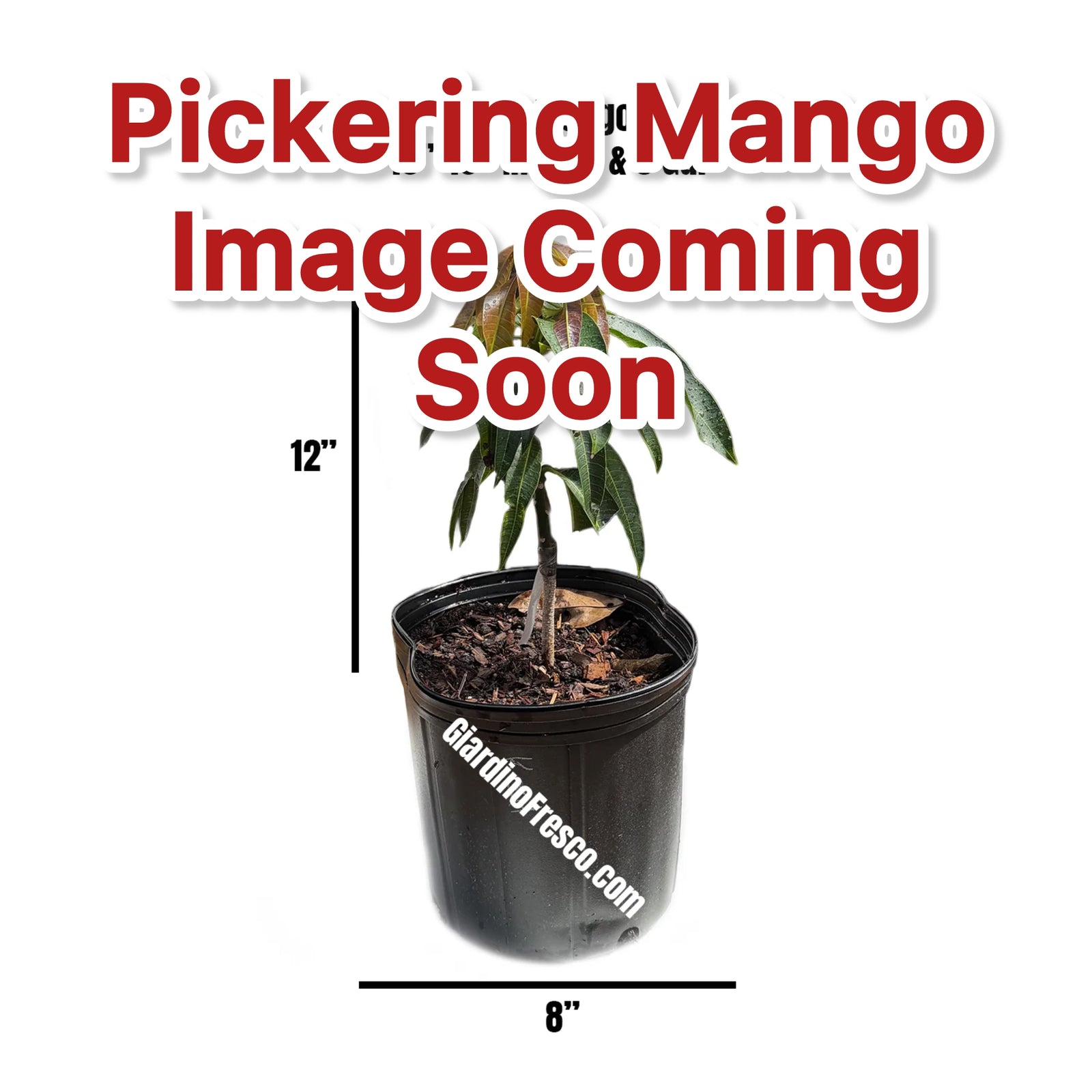 Pickering Mango Plant Grafted 12+ Inches