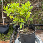 Miracle Fruit Plant Flowering