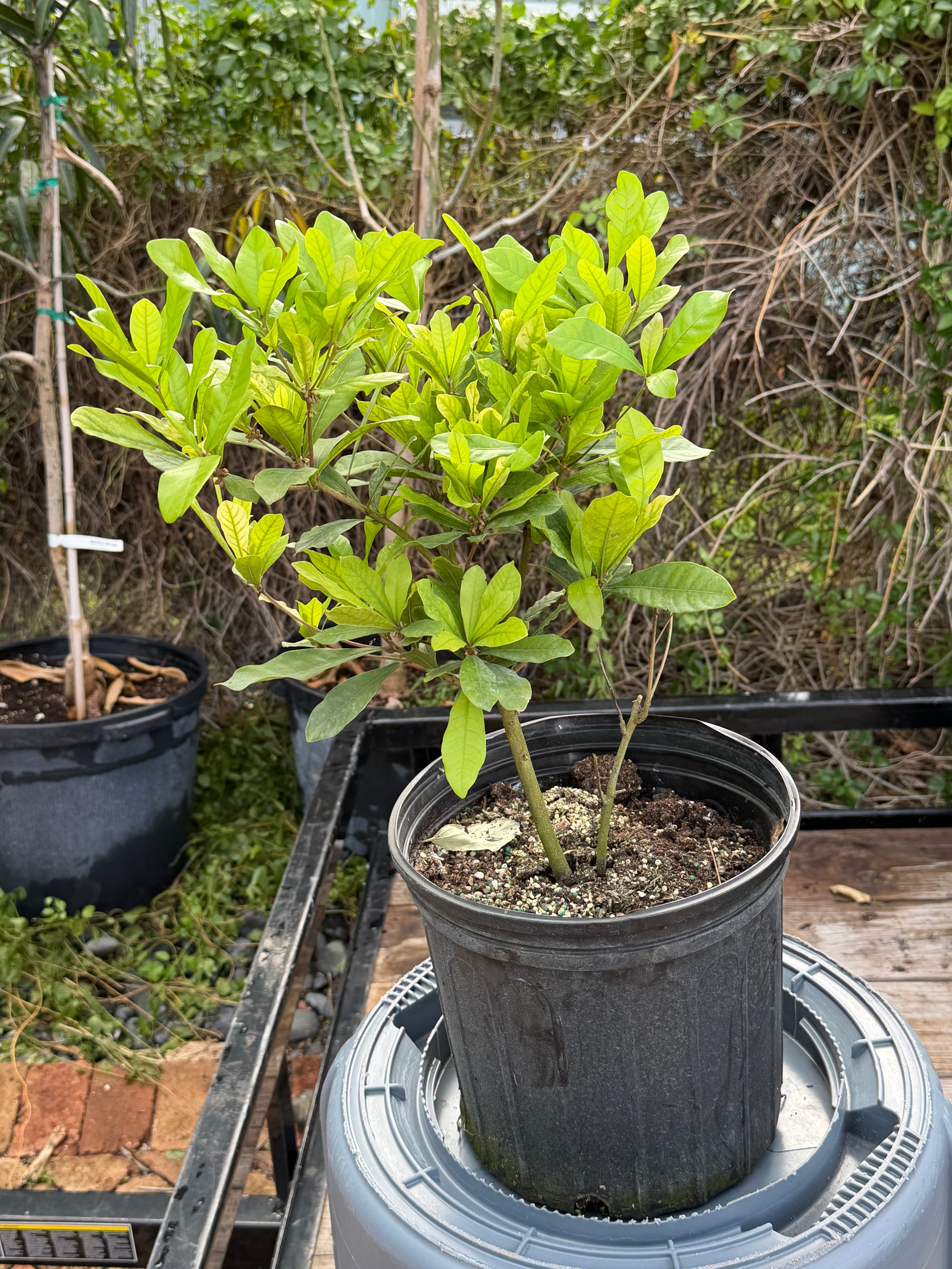 Miracle Fruit Plant Flowering