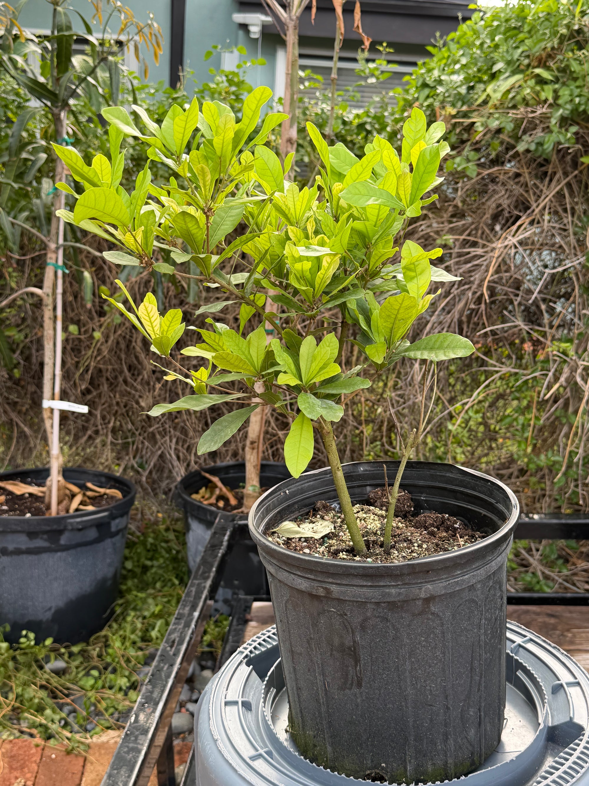 Miracle Fruit Plant Flowering