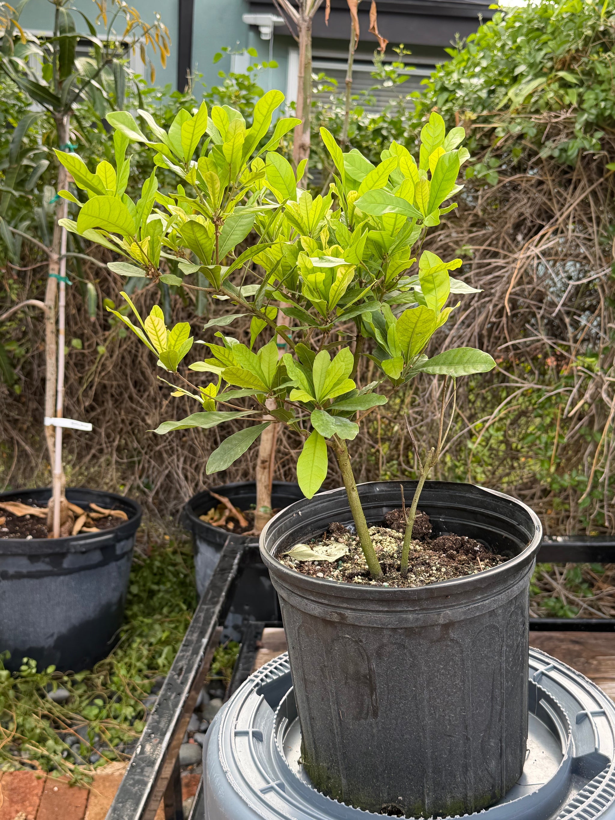 Miracle Fruit Plant Flowering