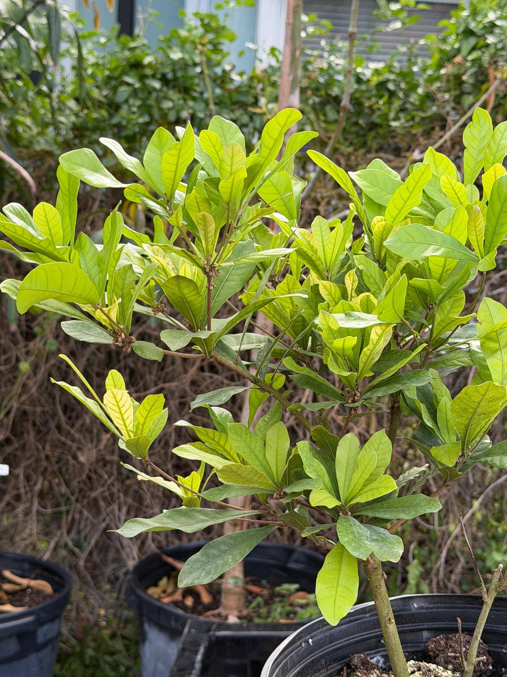 Miracle Fruit Plant Flowering