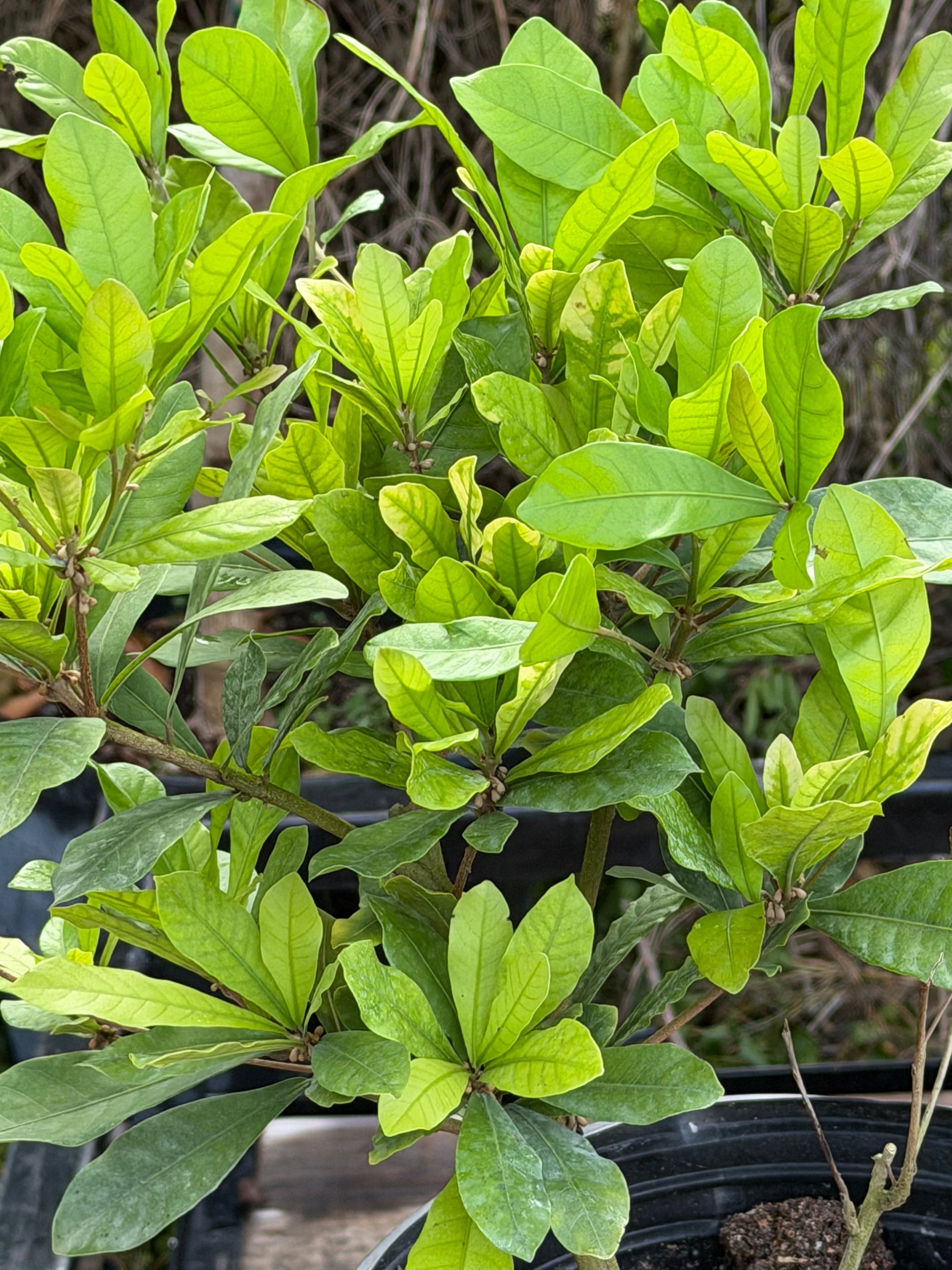 Miracle Fruit Plant Flowering