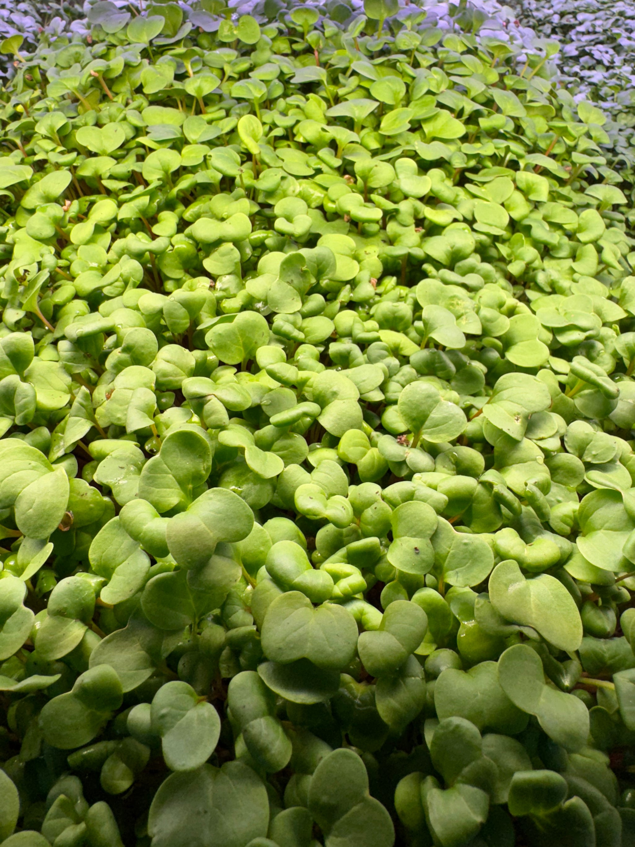 Radish Microgreens
