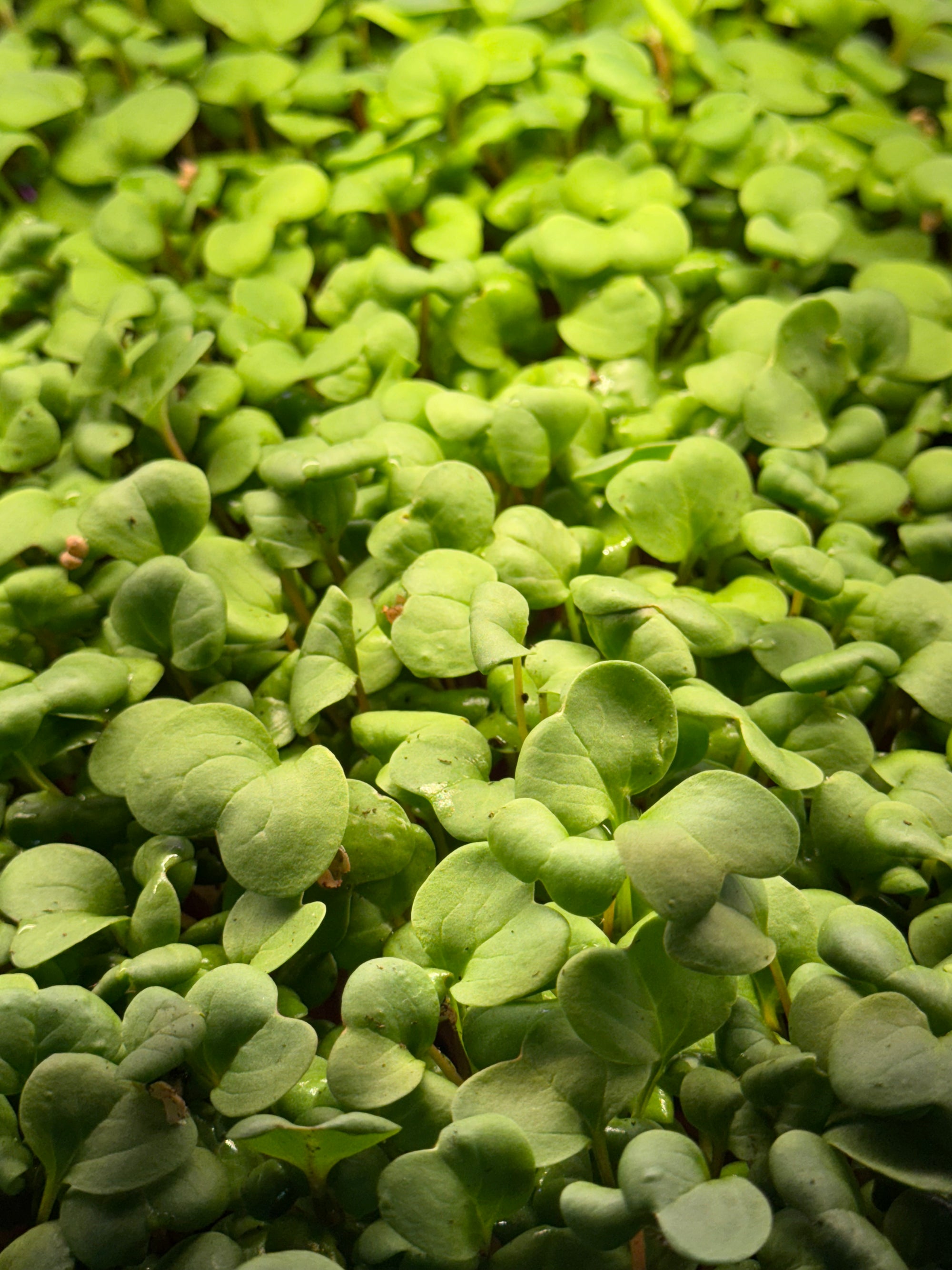 Radish Microgreens
