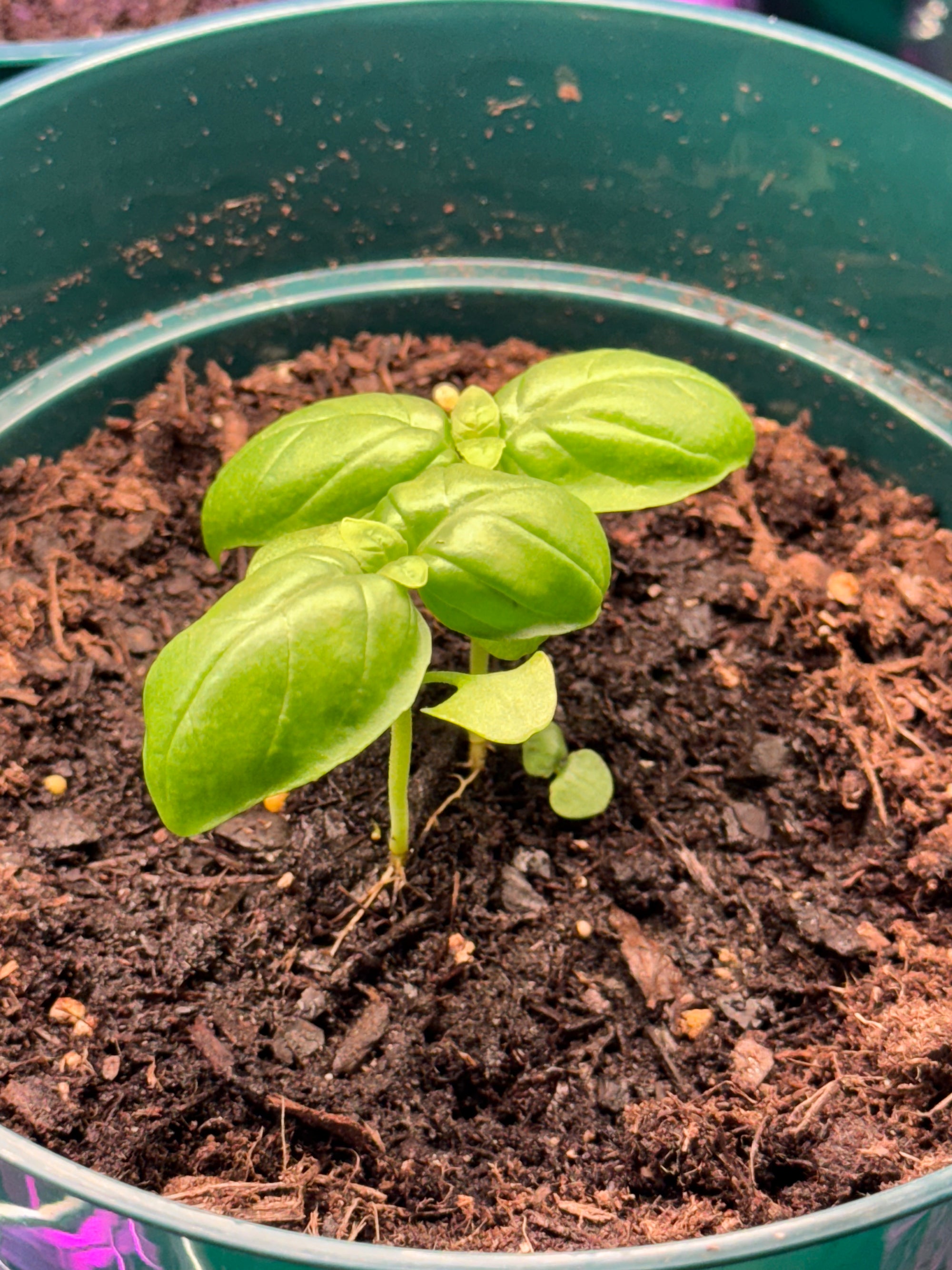 Basil Plants (Live)