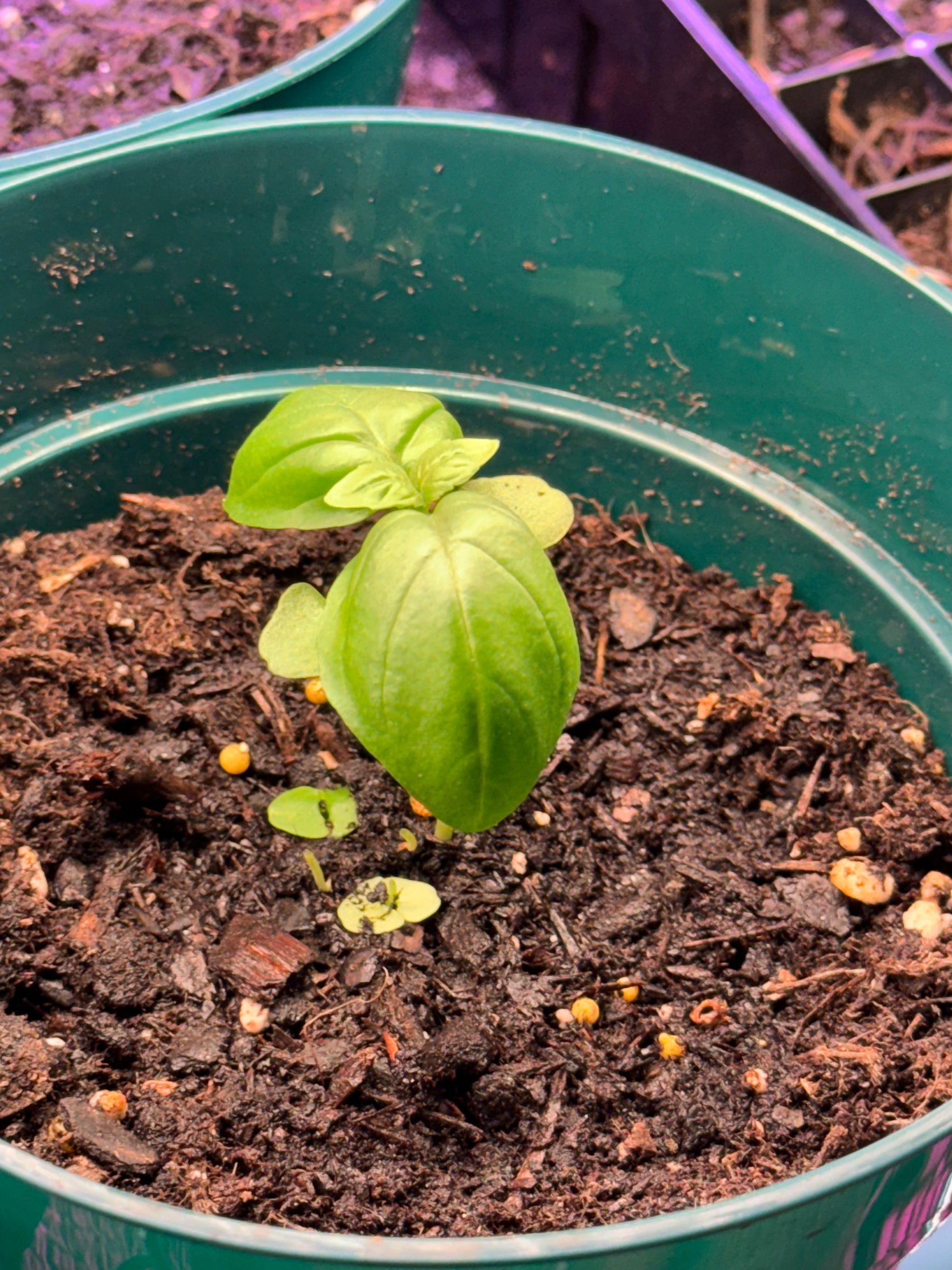 Basil Plants (Live)
