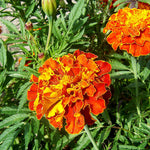 French Marigolds (Live)