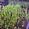 Pea Shoots / Microgreens (2 oz.)