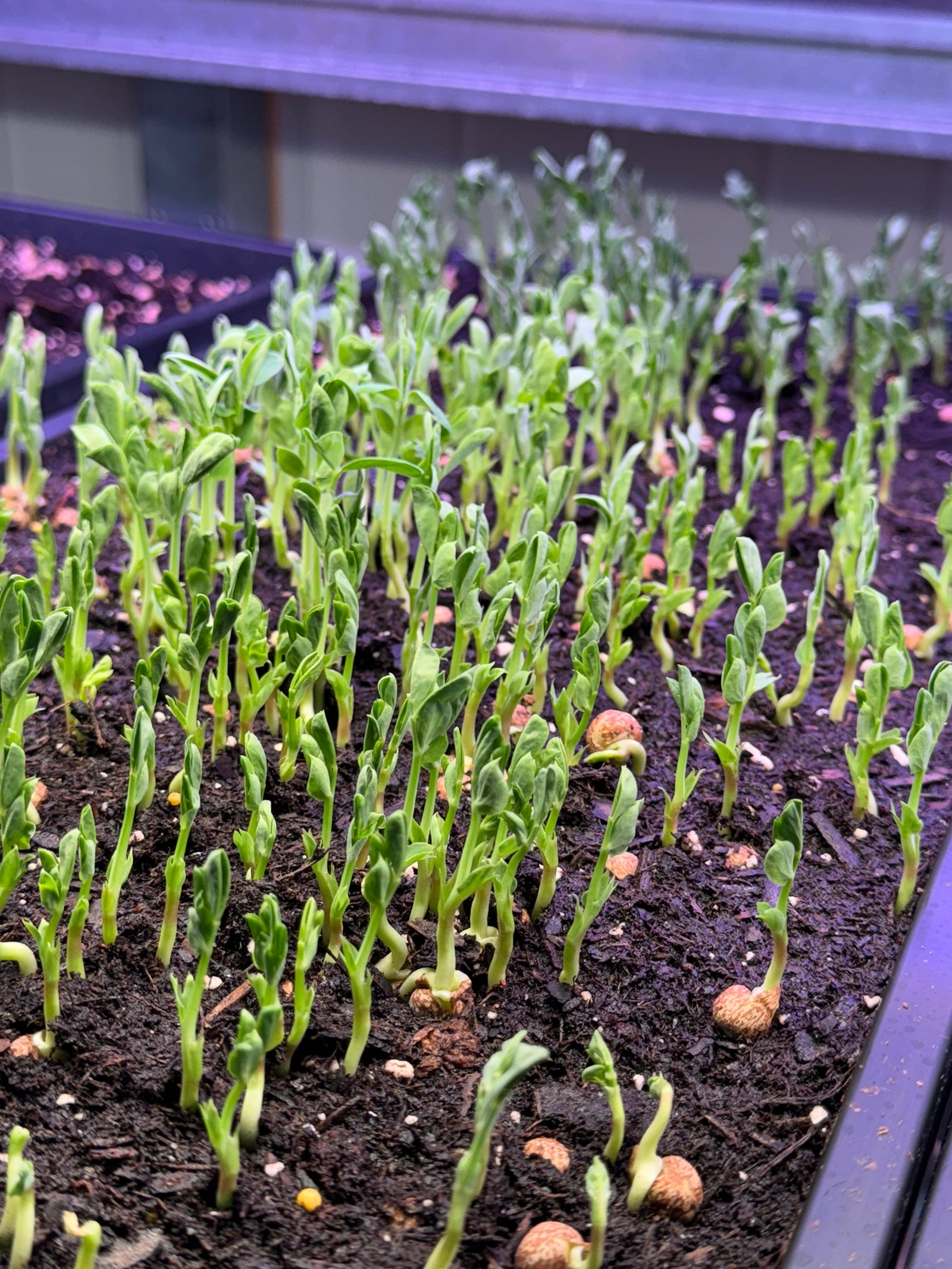 Pea Shoots / Microgreens (2 oz.)