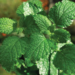 Spear Mint Plants (Live)