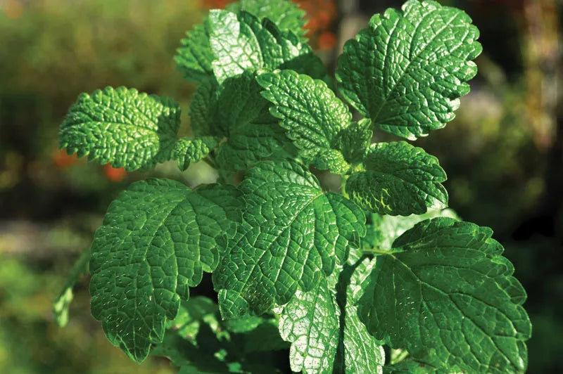 Spear Mint Plants (Live)