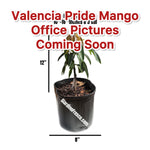 Valencia Pride Mango Plant Grafted 14+ Inches