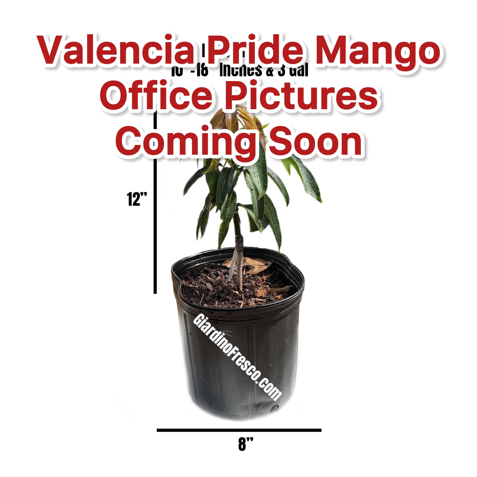 Valencia Pride Mango Plant Grafted 14+ Inches