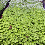 Microgreen Growing Kit