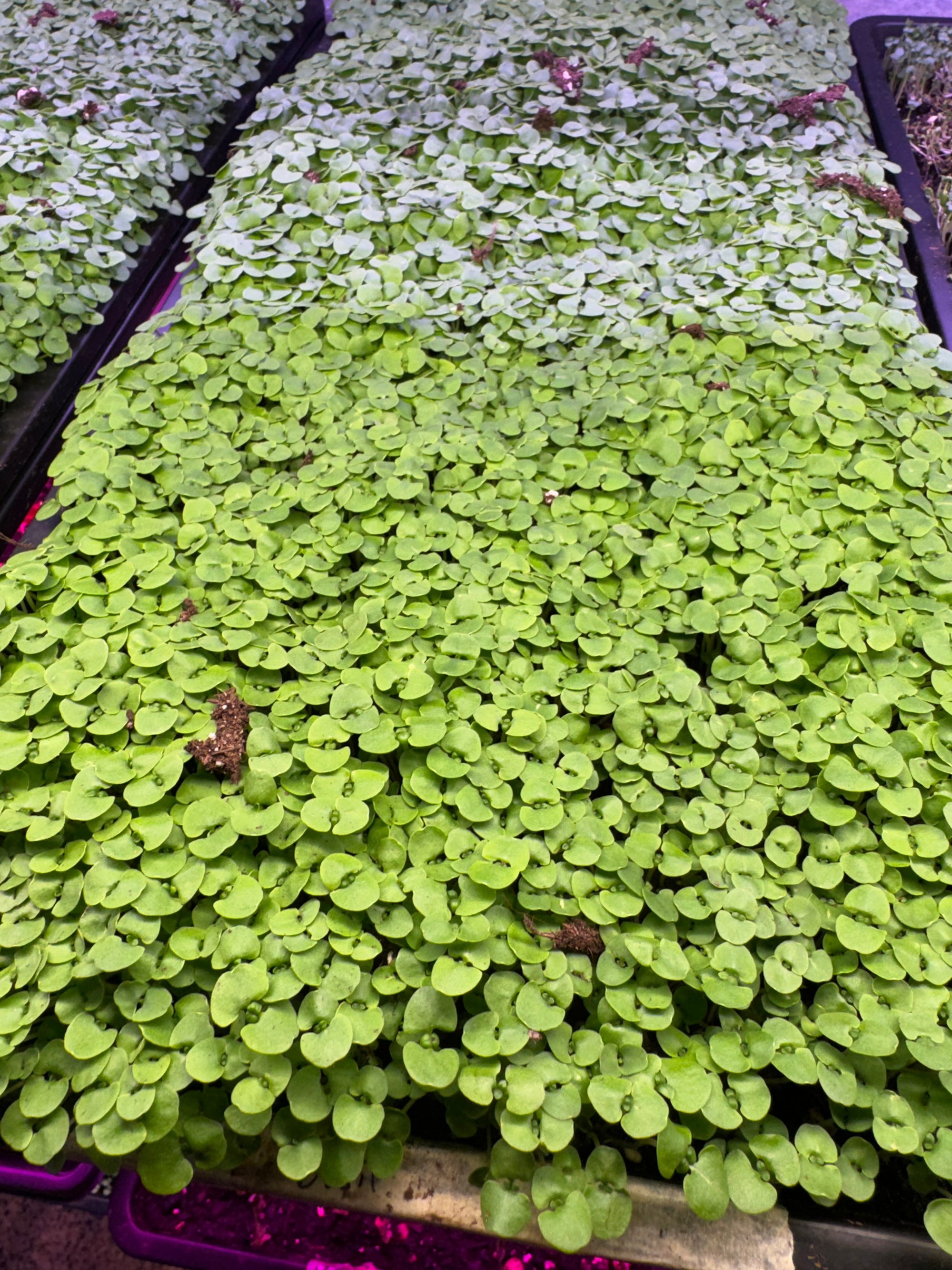 Microgreen Growing Kit