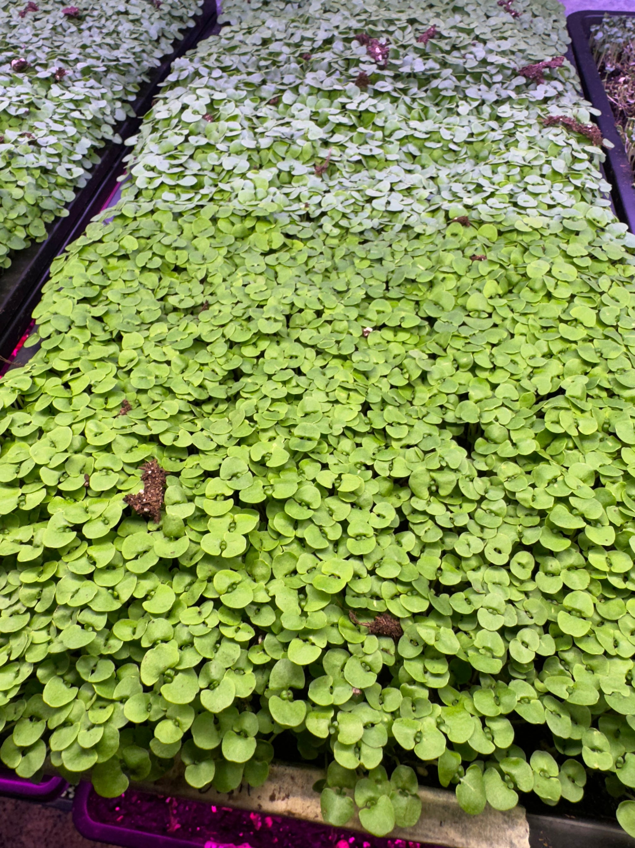 Microgreen Growing Kit