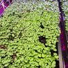 Basil Microgreens (2 oz.)