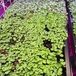 Basil Microgreens (2 oz.)