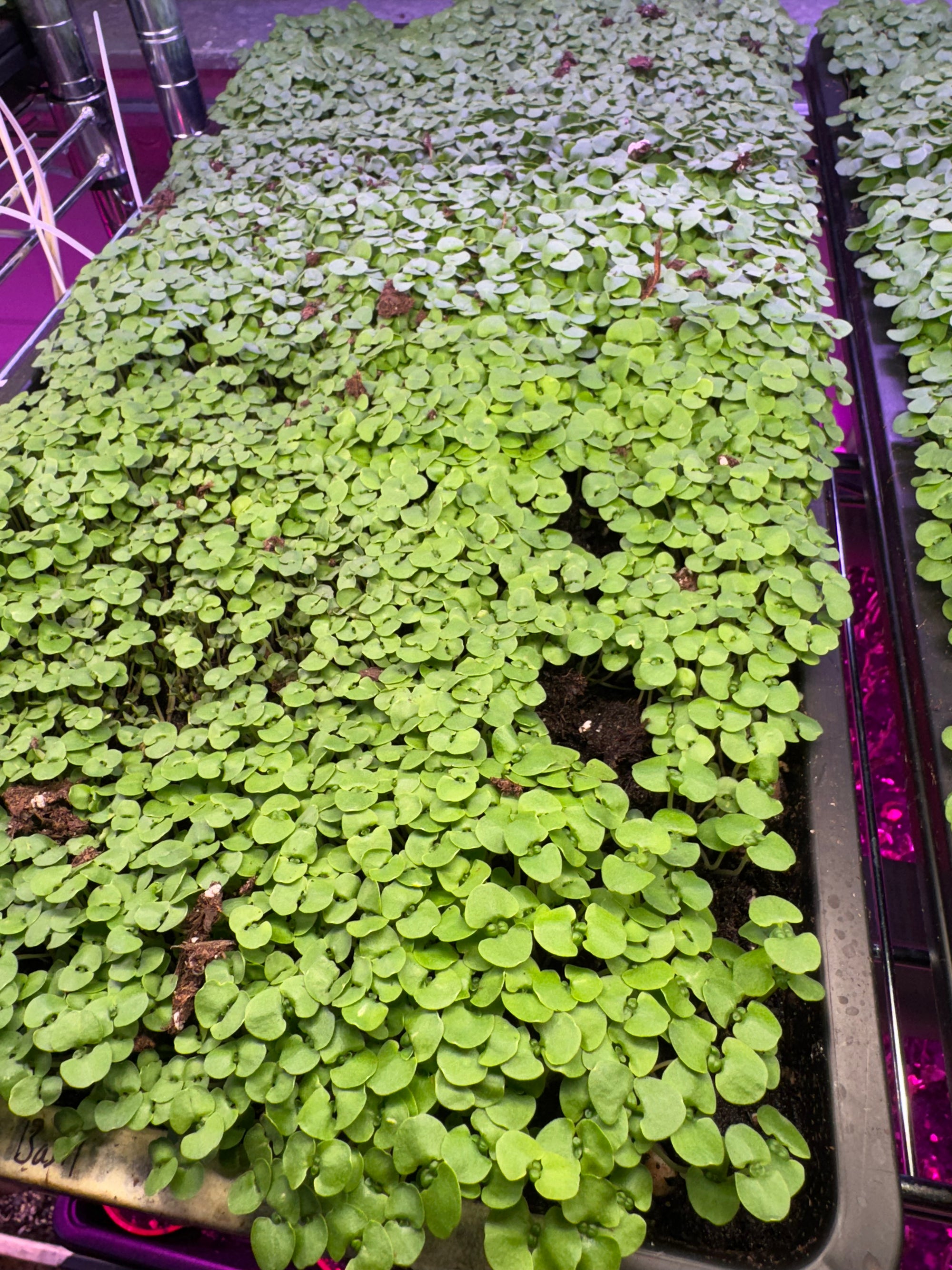 Basil Microgreens (2 oz.)