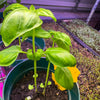 Basil Plants (Live)