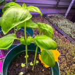 Basil Plants (Live)