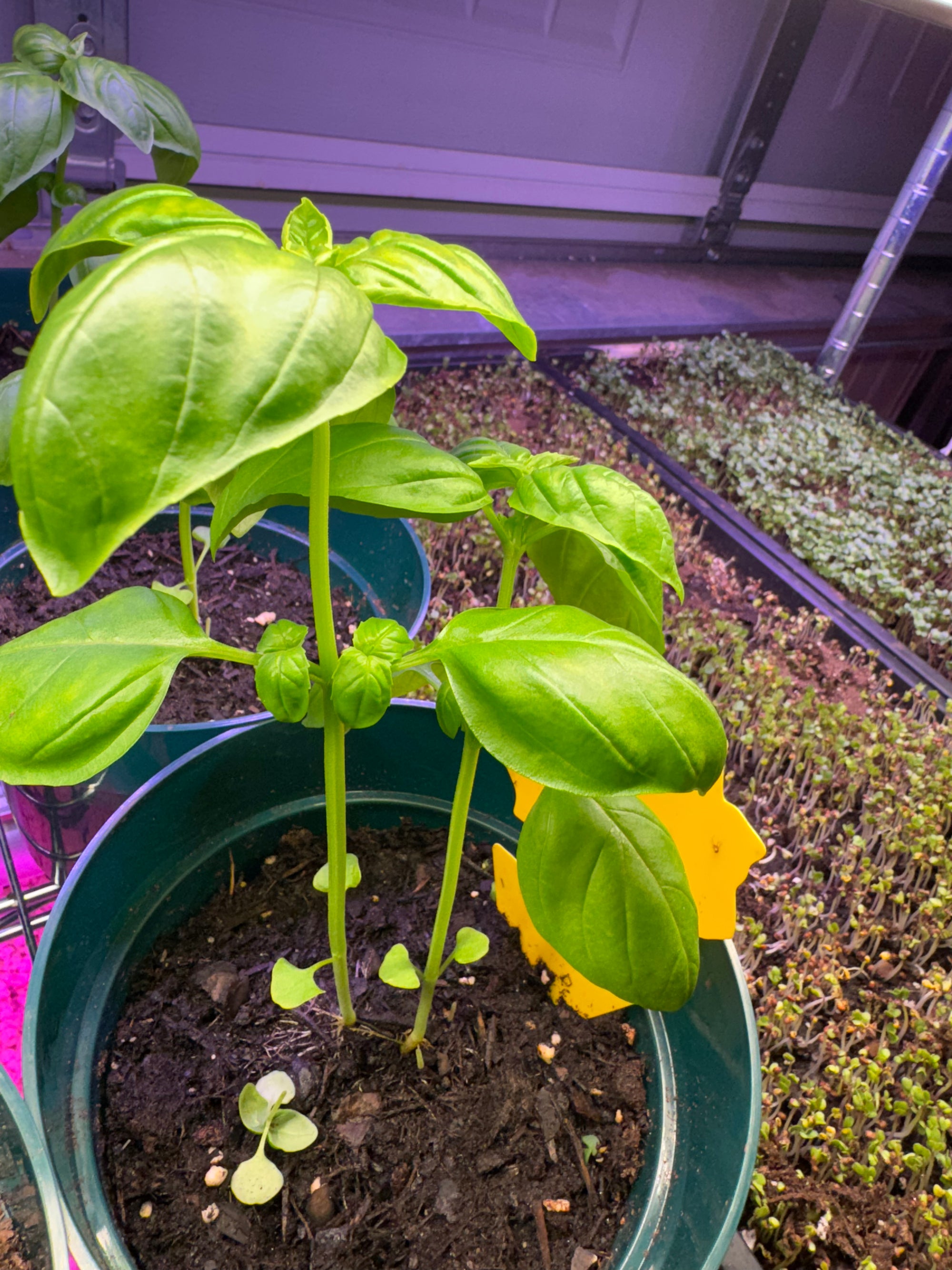 Basil Plants (Live)