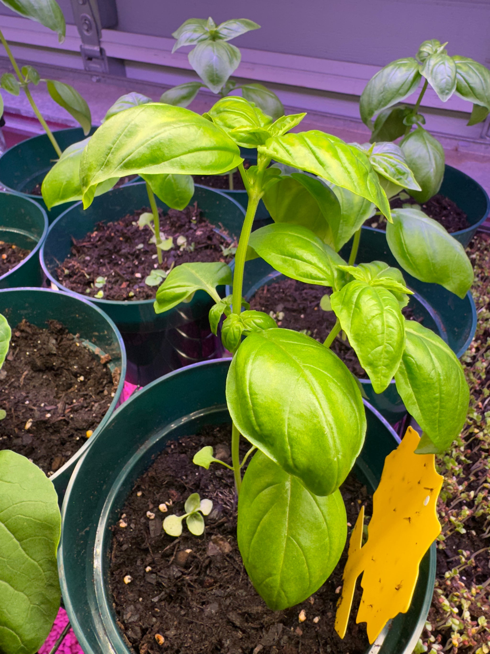Basil Plants (Live)