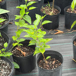 Mulberry Plant Ready To Fruit