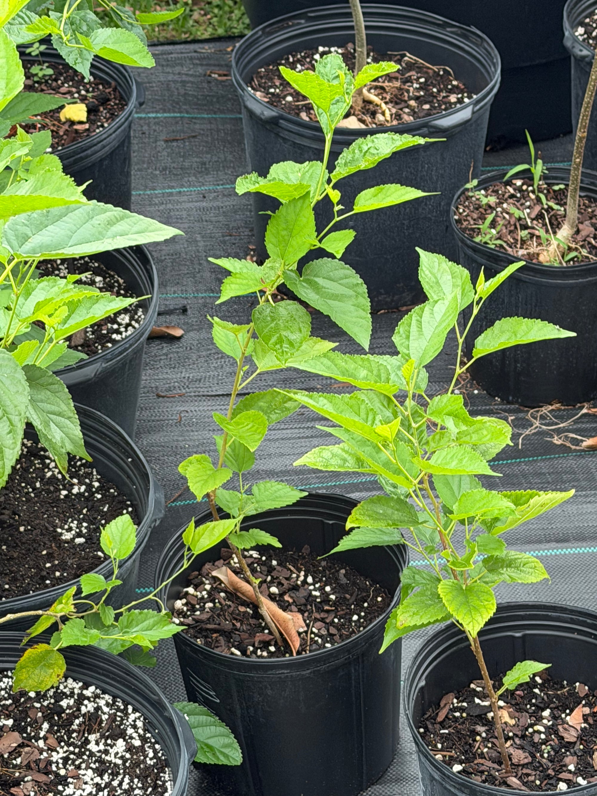 Mulberry Plant Ready To Fruit