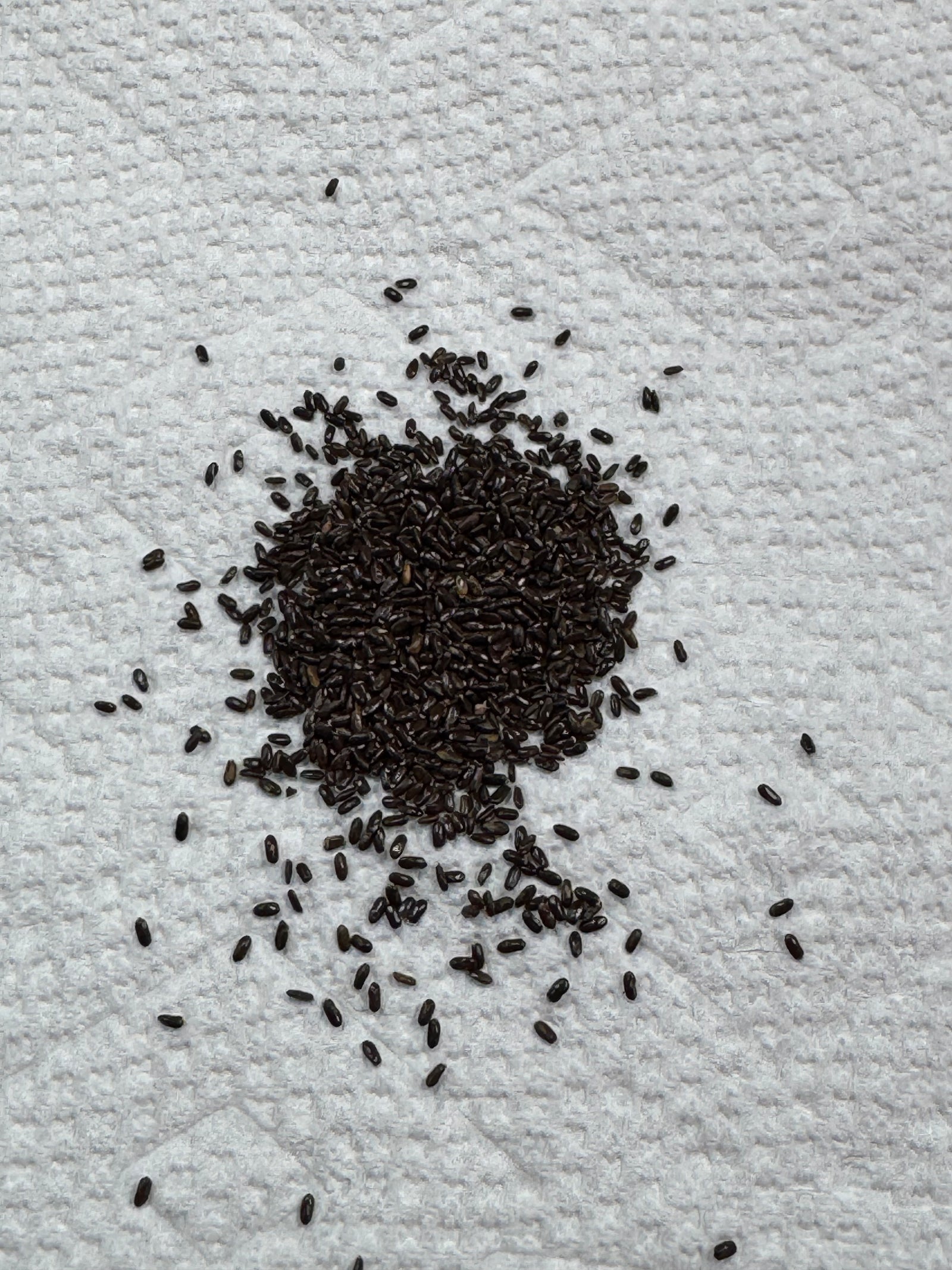 Organic Lavender Seeds
