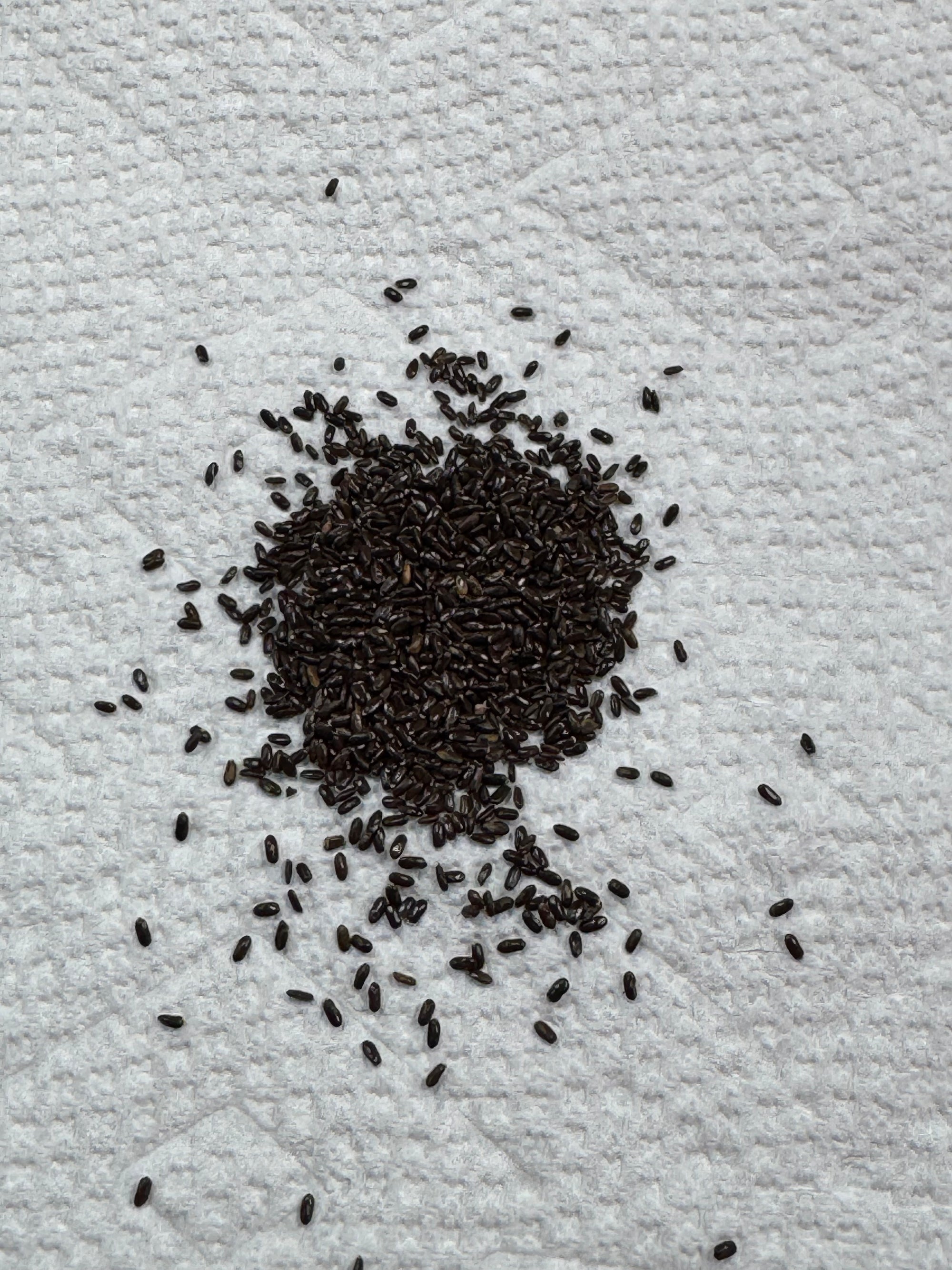 Seed Kit #1