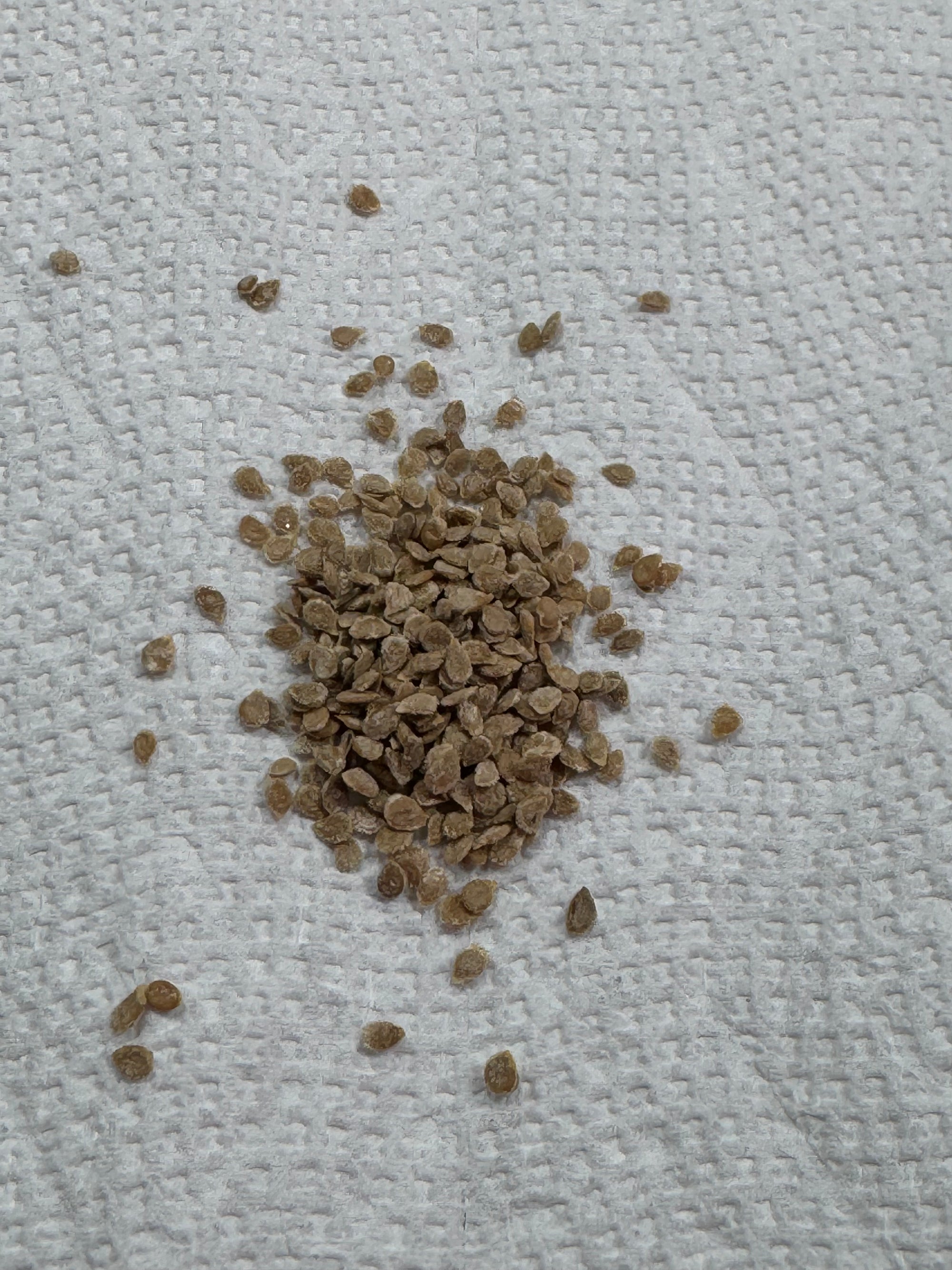 Oregon Spring Tomato Seeds