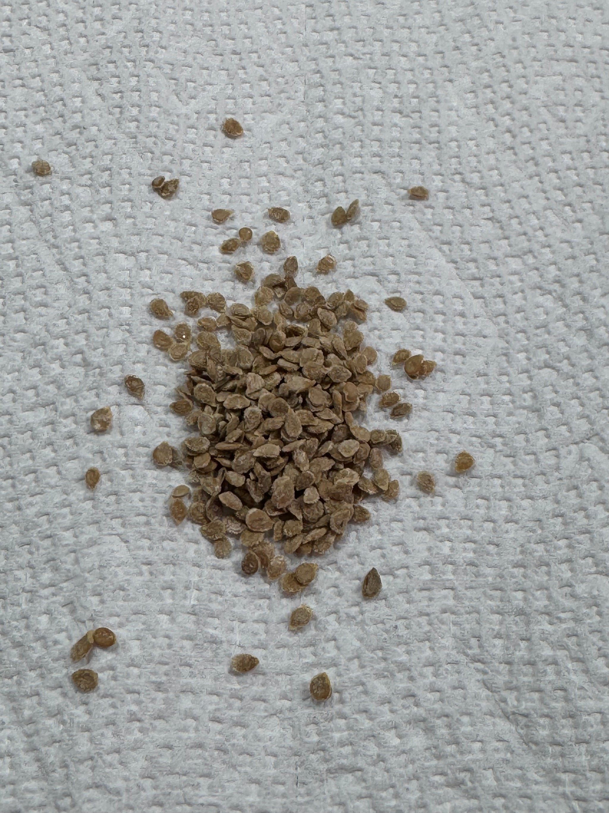 Oregon Spring Tomato Seeds