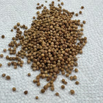 Cilantro Slow Bolt Microgreen Seeds