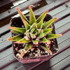#3 Misc. (2 Inch) Succulent