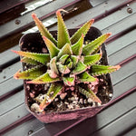 #3 Misc. (2 Inch) Succulent