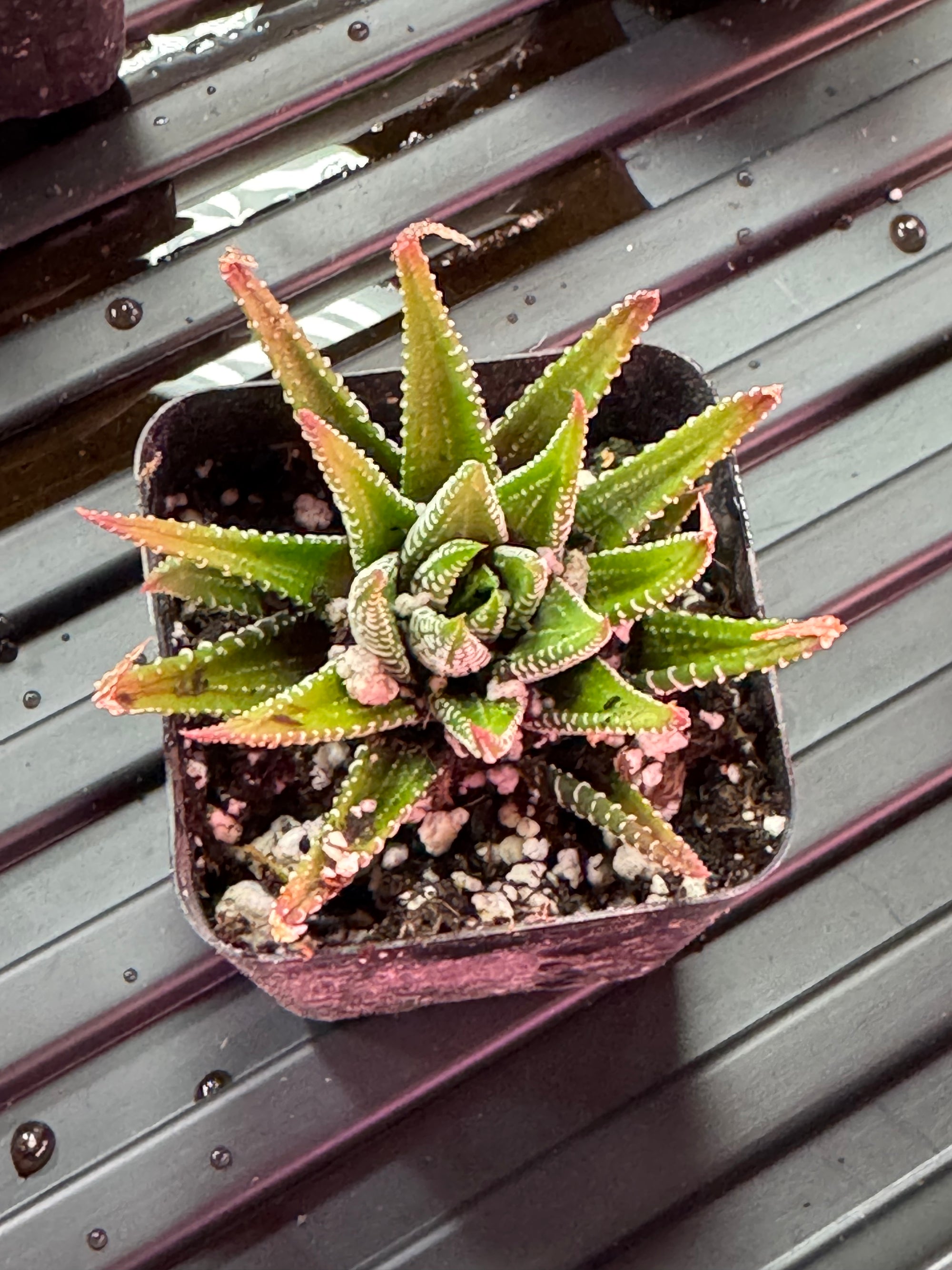 #3 Misc. (2 Inch) Succulent