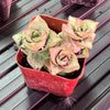 Ivory Towers (2 Inch) Succulent