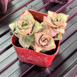 Ivory Towers (2 Inch) Succulent
